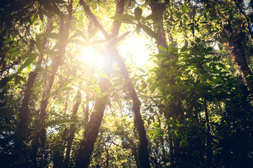beautiful green forest with sun lay