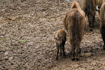żubry © marcinbawiec