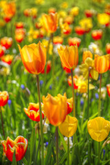 Fototapeta na wymiar Rows of yellow tulips in Dutch