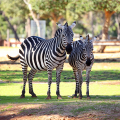 Fototapeta na wymiar two zebras standing in the early morning sun