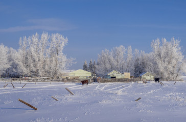 Rural home with cattle in Alberta outside Calgary on a cold winter day.