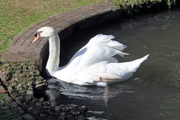 Fototapeta premium weißer Schwan im Schloßteich