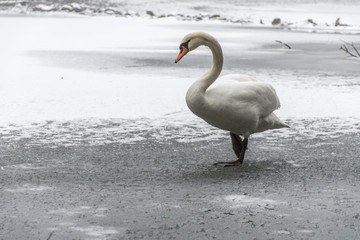 Winter Land Snow white swan Bird walk ice lake 16
