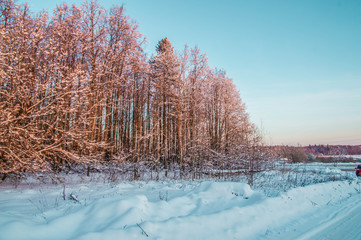 sunny weather . Winter forest landscape, snow