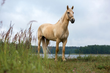 Obraz premium Portrait of a palomino horse.