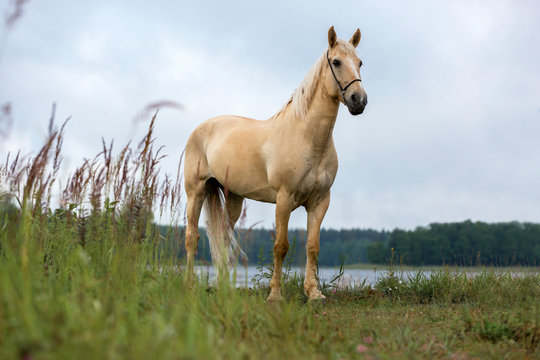 Portrait of a palomino horse.