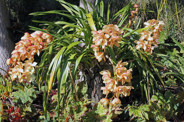 Orchideenrispen im Botanischen Garten vonFunchal, Madeira