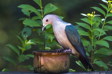Green imperial Pigeon in Minneriya national park, Sri Lanka