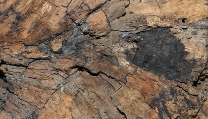 Maserung und Struktur im Holz