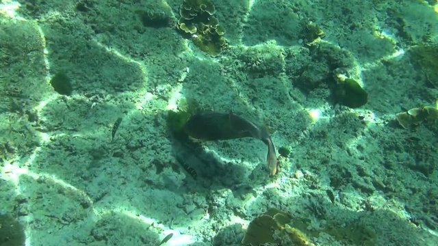 Tropical parrot fish