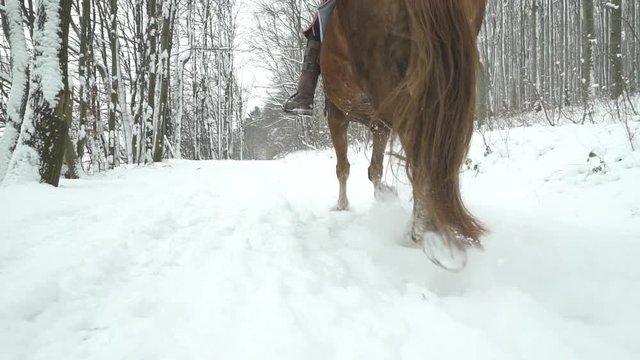 slow motion low angle horse in trot on snow
