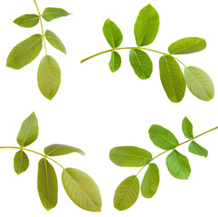 Fototapeta premium walnut leaves on a branch. isolated on white background. Set