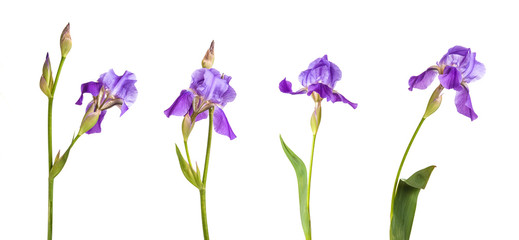 Fototapeta na wymiar purple iris flower. isolation is not a white background. Set