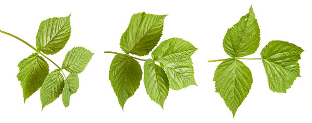 green raspberry leaves. isolated on white background. Set