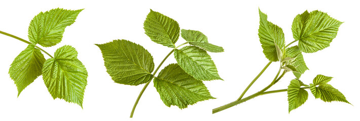 green raspberry leaves. isolated on white background. Set