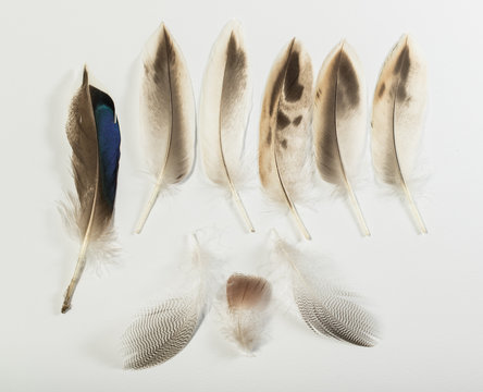 Nine feathers of Mallard duck bird
