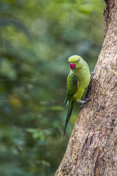 Rose-ringed parakeet in Minneriya national park, Sri Lanka