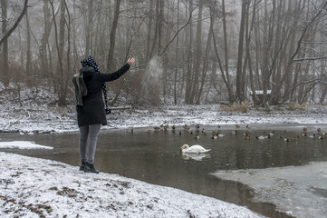 woman feeding lake swans ducks Bird feed winter 9