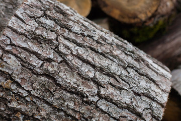 Bark texture.