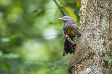 Yellow-billed Babbler in Minneriya national park, Sri Lanka