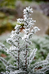 Verschneite Tanne 