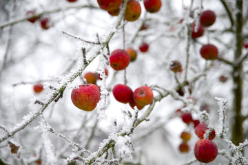 Apfelbaum im Winter 
