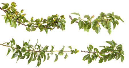 Obraz premium pear tree branch with unripe fruit. isolated on white background