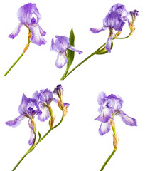 Fototapeta na wymiar flower purple iris. Isolated on white background