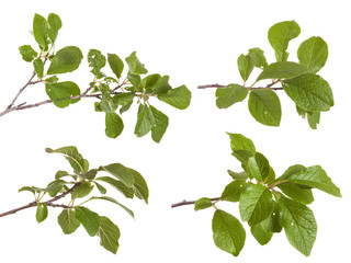 branch of plum tree. isolated on white background