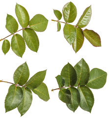 Fototapeta premium green leaf rose. Isolated on white background