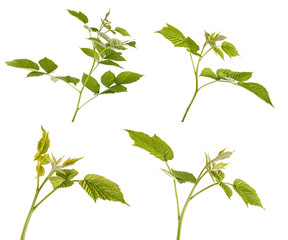 green raspberry leaves. isolated on white background