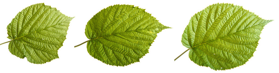 green raspberry leaves. isolated on white background