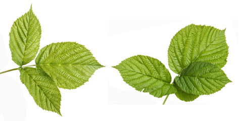 green raspberry leaves. isolated on white background