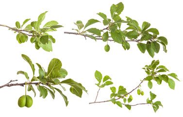 Obraz premium branch of plum tree. isolated on white background