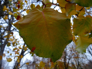 Leaf in autumn