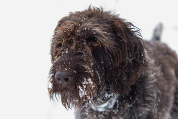 Schneebedeckter Hund
