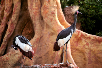 Grey Crowned Crane in a exclusive ambient