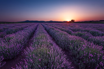 Fototapeta na wymiar Lavender fields. Beautiful image of lavender field. Summer sunrise landscape, contrasting colors. Beautiful, dramatic sky.