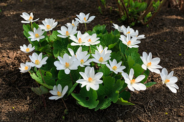  Sanguinaria canadensis, know as  bloodroot, is a perennial, herbaceous flowering plant grown in the home garden but a plant that is native to eastern North America. - 132615802