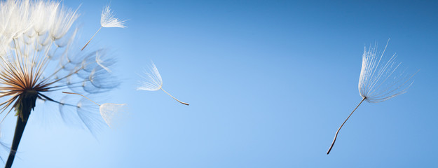 Fototapeta premium latające nasiona mniszka lekarskiego na niebieskim tle
