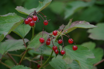 Fototapeta premium beeren