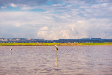 Naklejka premium Flamingos at the salt lake of Larnaca, Cyprus