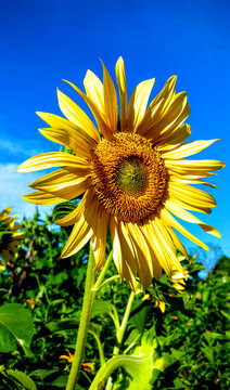 Sunfloweron a sunny summer day