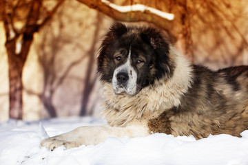 Adult Caucasian Shepherd dog is lying outside on a cold winter day