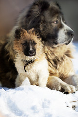 puppy on a background of an adult dog in winter