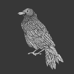 Illustration of raven line art style. Vector illustration of crow hand drawn