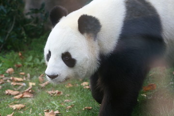 Panda Géant