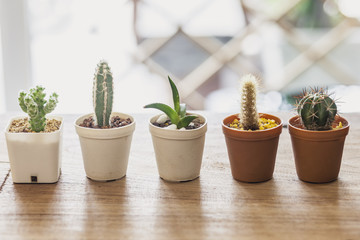 Cactus pots