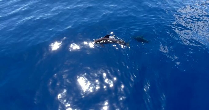 Pilot whales family in blue water aerial shot. Sunny day with whales in the ocean.