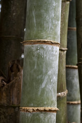Naklejka premium Bambou, Phyllostachys nigra 'Henonis'